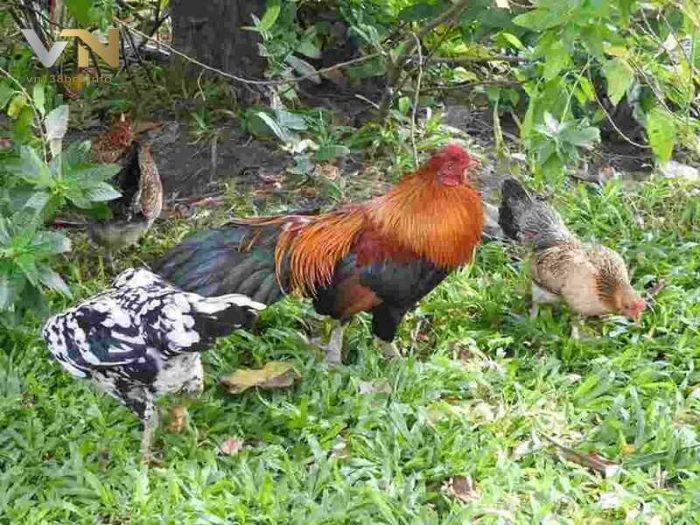 gà rừng Saipan